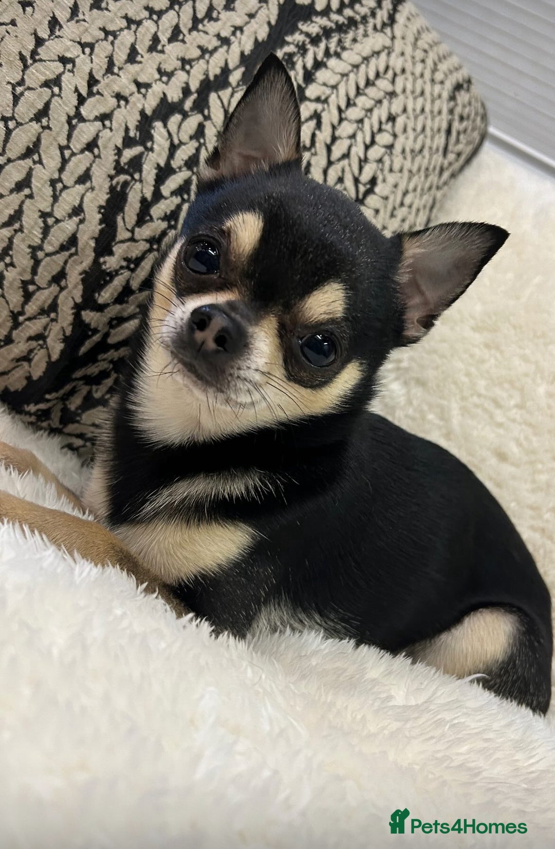 Chihuahua dogs for stud: Chihuahua Available for Stud - Advert 2