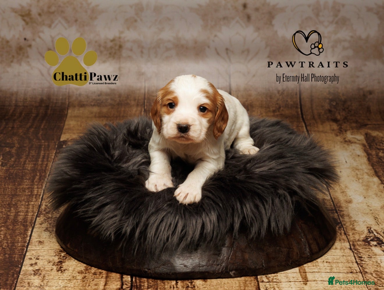 Cocker Spaniel dogs Stunning litter of working cocker spaniel pups  - Advert 8