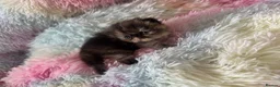 Persian cats for sale: Exotic long hair Persian kittens - Advert 13