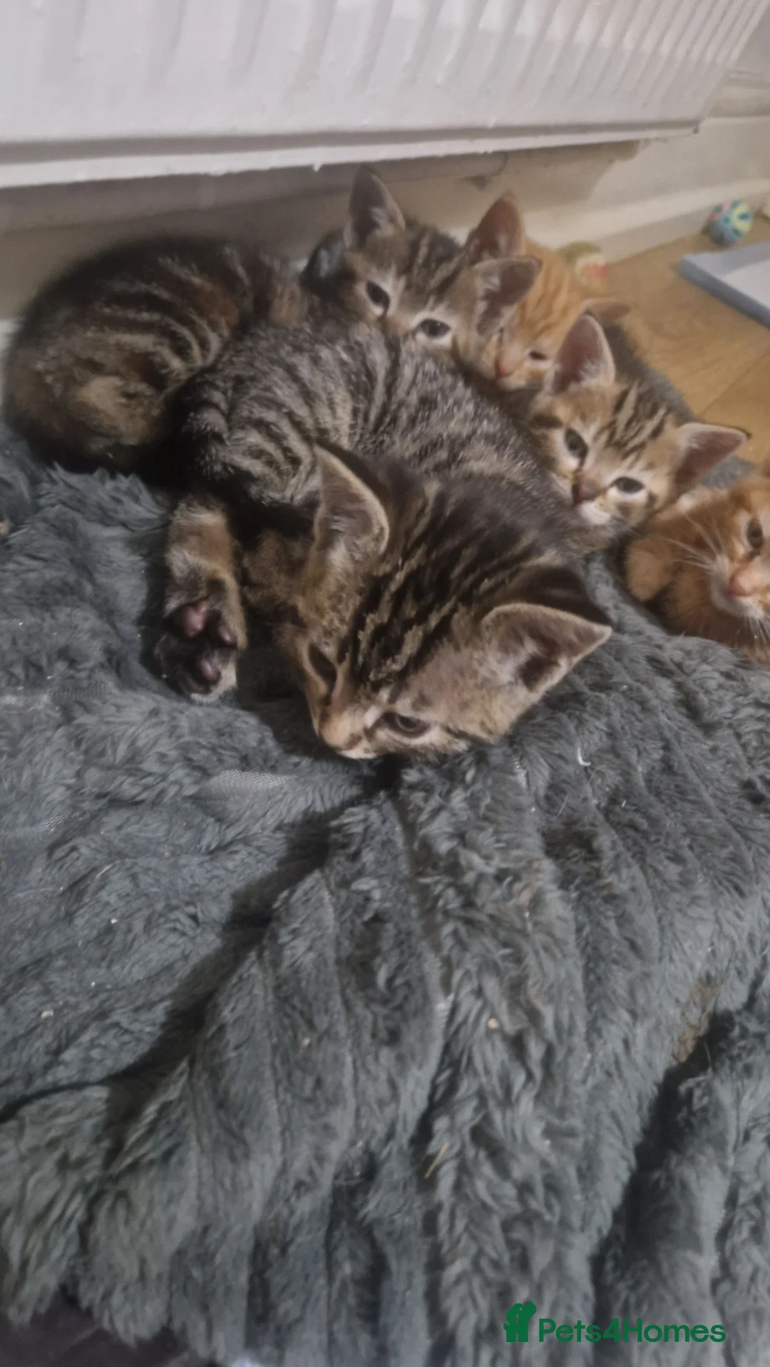 Mixed Breed cats for sale: Beautiful frendly kittens  - Advert 9