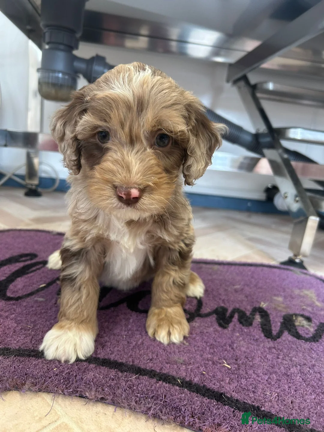 Cockapoo dogs for sale: Cockapoo puppies  - Advert 12