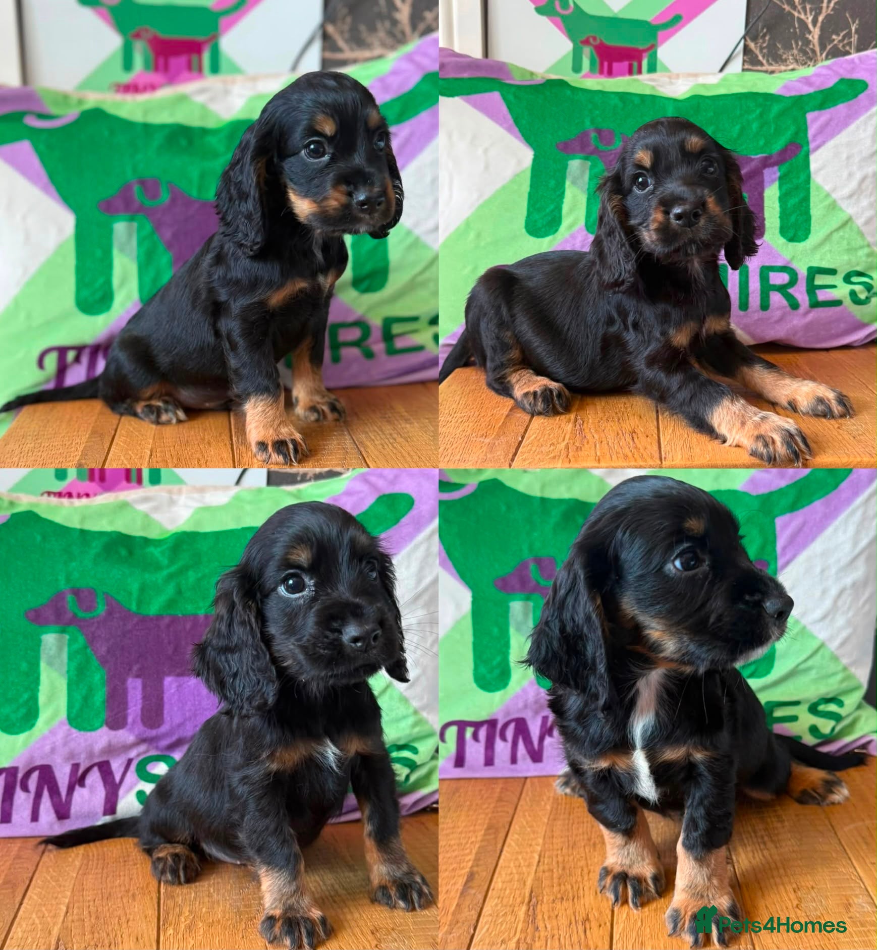 Cocker Spaniel dogs KC BLACK AND TAN boys 17 dna health tested clear  - Advert 1