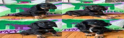 Cocker Spaniel dogs for sale: KC BLACK AND TAN boys 17 dna health tested clear  - Advert 1