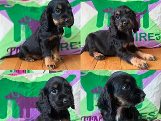 Cocker Spaniel dogs KC BLACK AND TAN boys 17 dna health tested clear - Advert 1