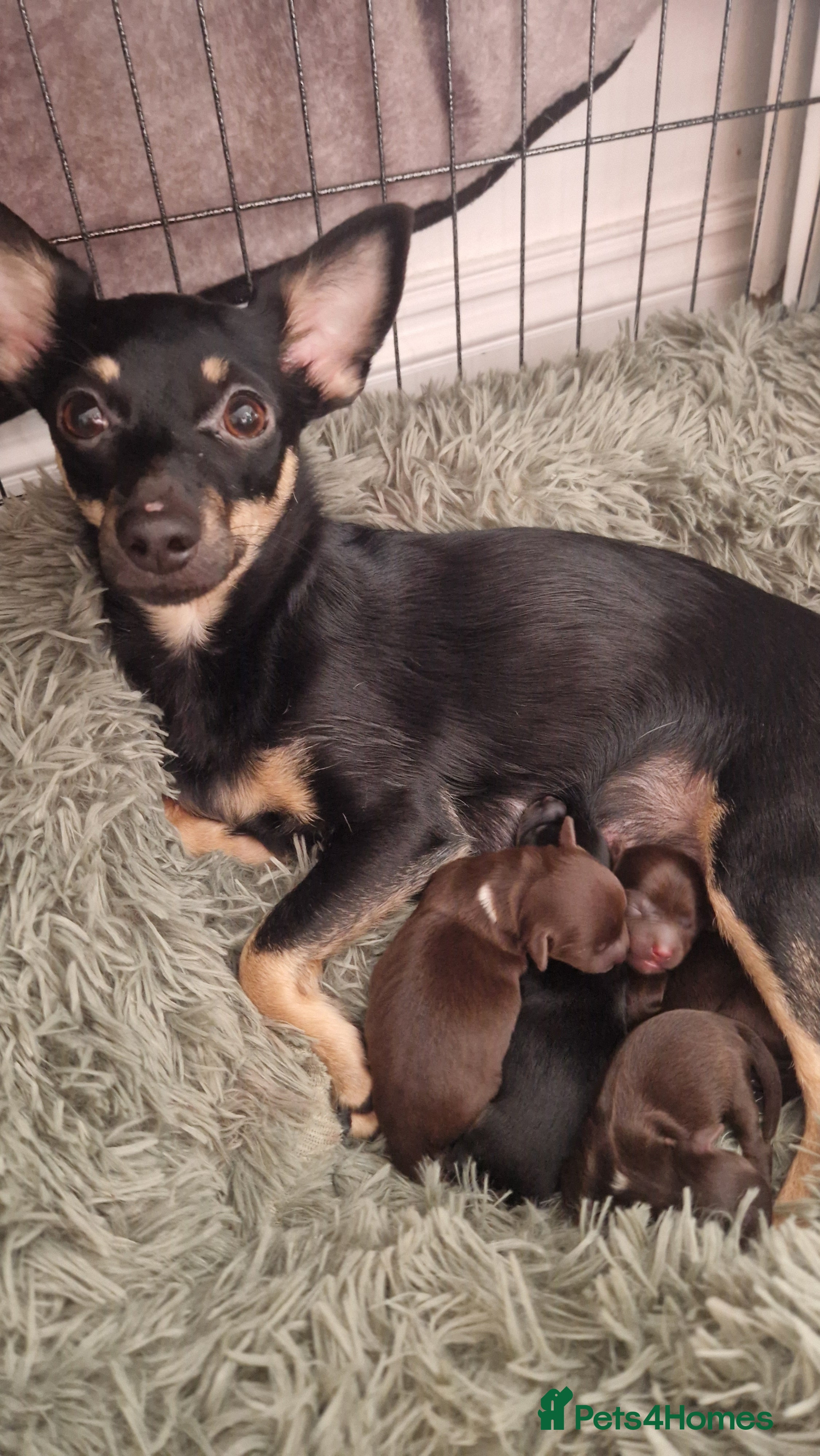 Jack Chi dogs JACK CHI PUPPIES  - Advert 1