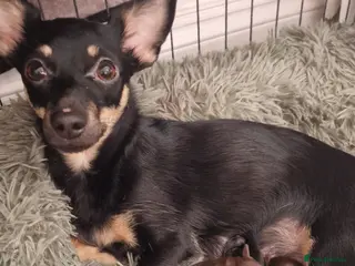 Jack Chi dogs JACK CHI PUPPIES - Advert 1