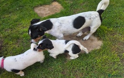 Jack Russell dogs for sale: Tricolour short legs Jack Russell  - Image 22