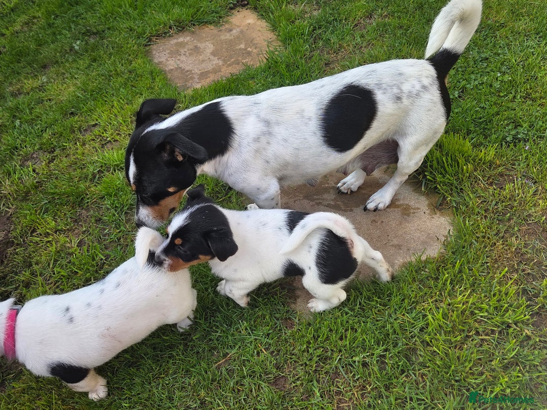 Jack Russell dogs for sale: Tricolour short legs Jack Russell  - Image 22