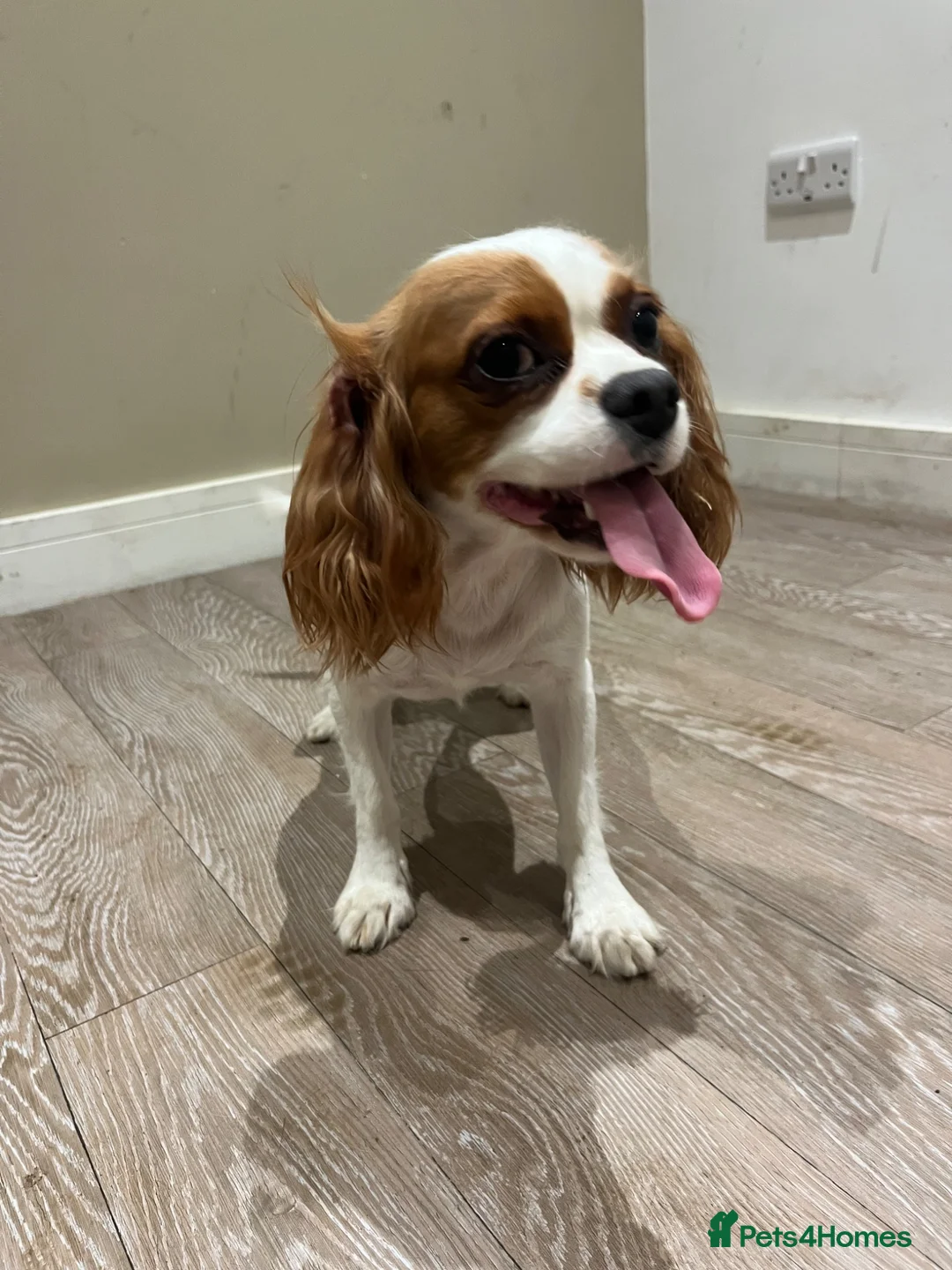 Cavapoo dogs for sale: Cavapoo puppies for sale  in Sittingbourne - Advert 1