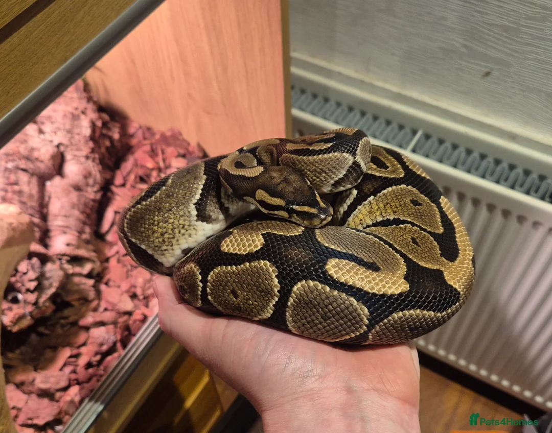 Python Snake reptiles for sale: Royal Python Female with full viv set up - Advert 1