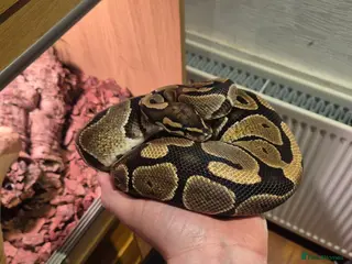 Python Snake reptiles Royal Python Female with full viv set up - Advert 2