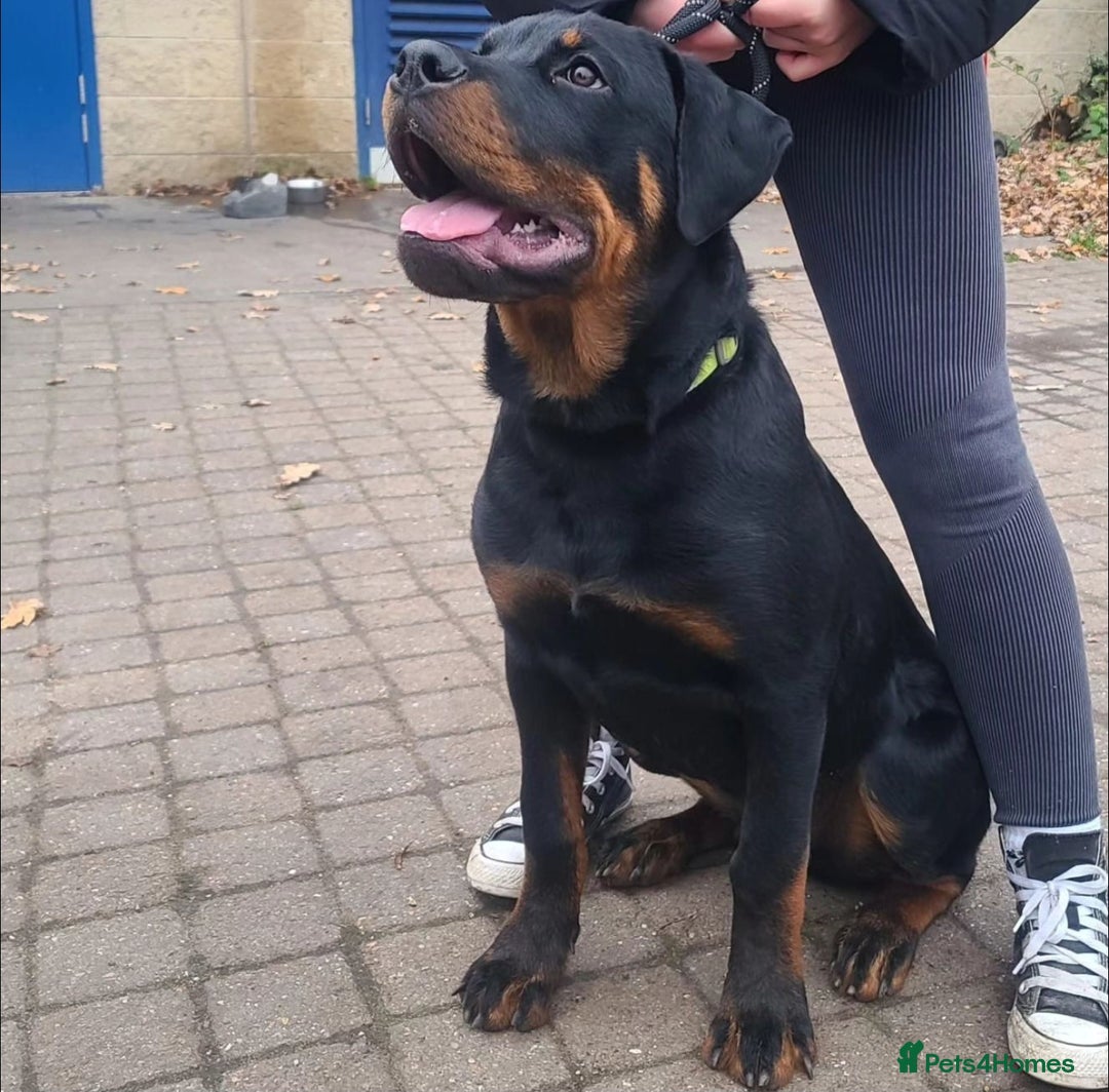 Rottweiler dogs for stud: Onex de Tierra Ibera now available for stud in Newark - Image 31