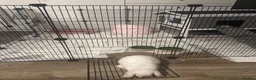 Mini Lop rabbits for sale: Baby bunny looking for new home - Advert 2