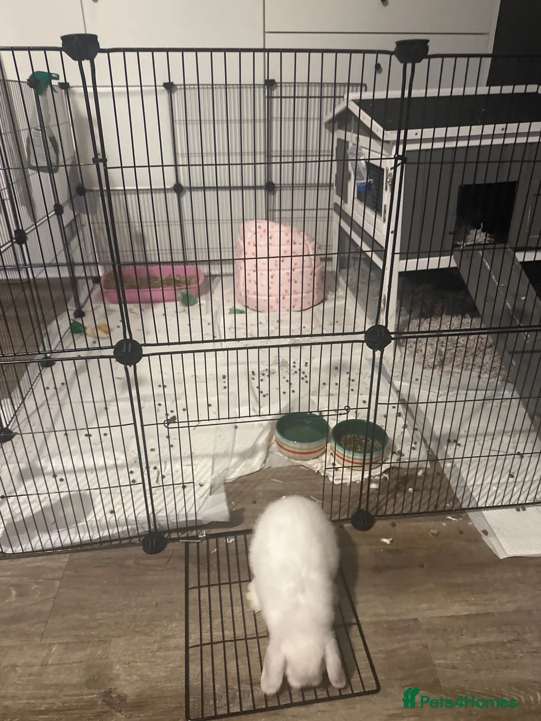 Mini Lop rabbits for sale: Baby bunny looking for new home - Advert 2