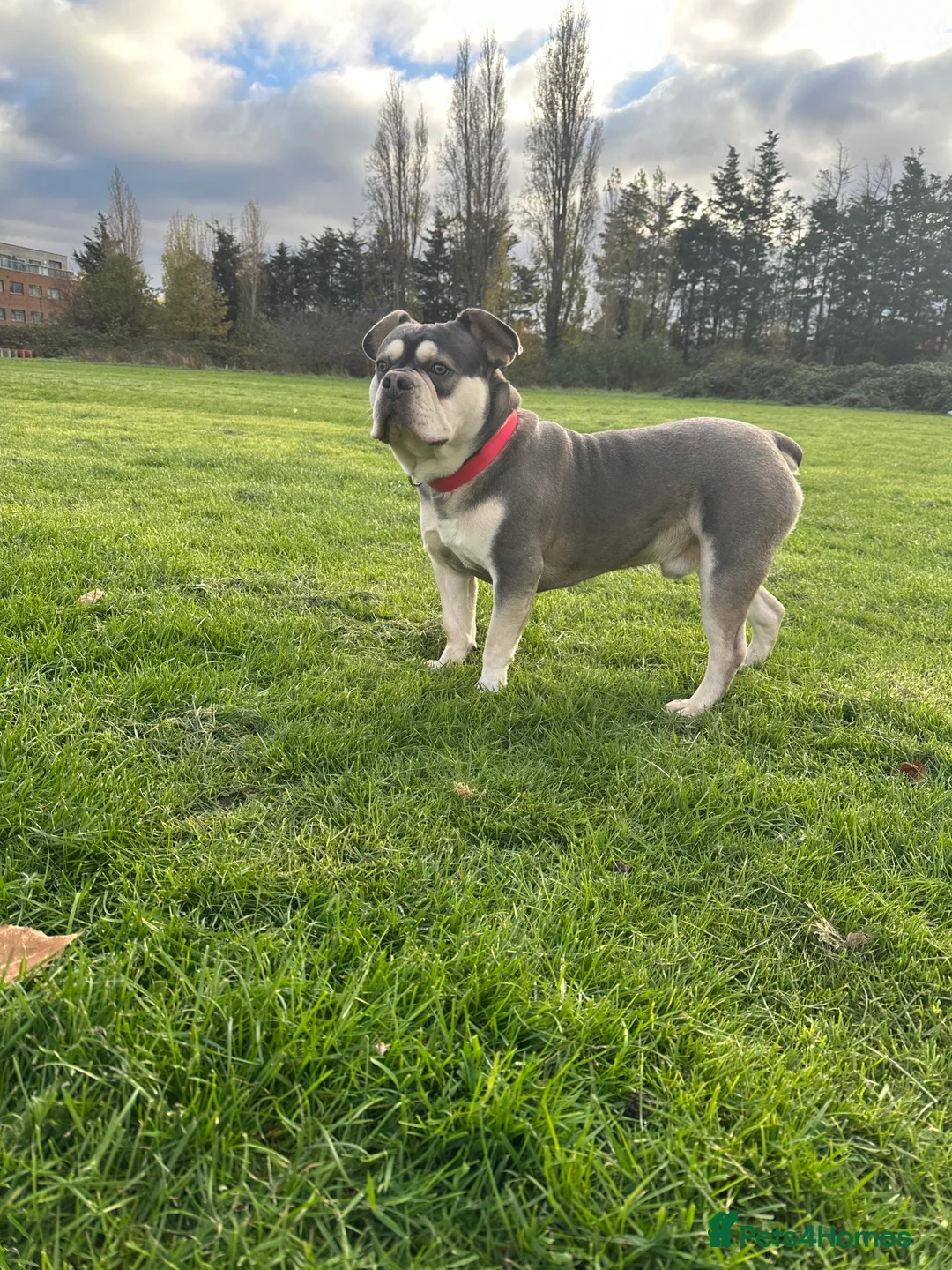 French Bulldog dogs for sale: Stunning French Bulldog EA.Husky 🧬 in Ilford - Advert 3