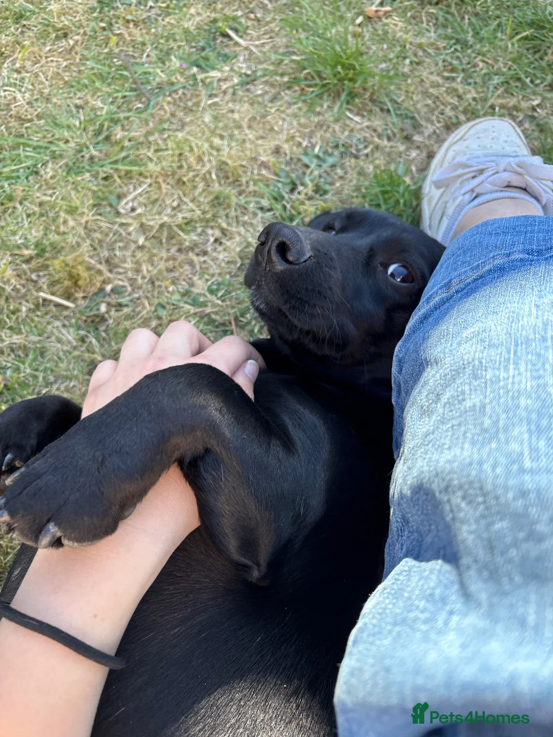 Mixed Breed dogs for sale: Arlo (Dachshund X Cocker Spaniel) - Advert 1