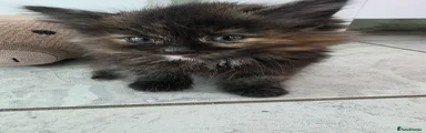 Ragdoll 3
