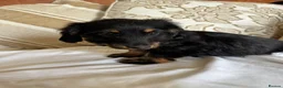 Miniature Dachshund dogs for sale: Beautiful miniature dachshunds - Advert 17