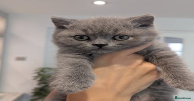 British Shorthair cats - Advert 9