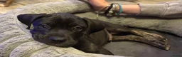 Mixed Breed dogs for sale: American bulldog x Presa canario puppy’s  in Birmingham - Advert 6
