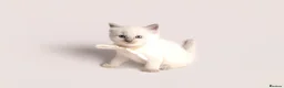 Ragdoll cats for sale: Beautiful Pedigree Ragdoll Kittens  - Advert 12
