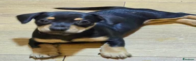 Black and tan