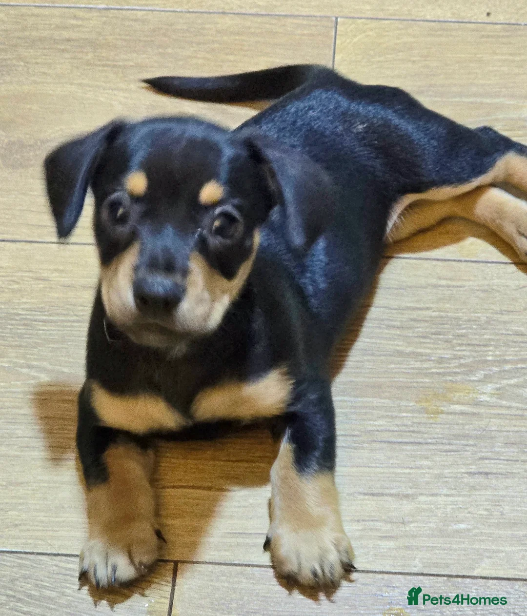 Mixed Breed dogs for sale: 🐾 3 gorgeous Miniature French Weiner puppies 🐾  - Advert 2