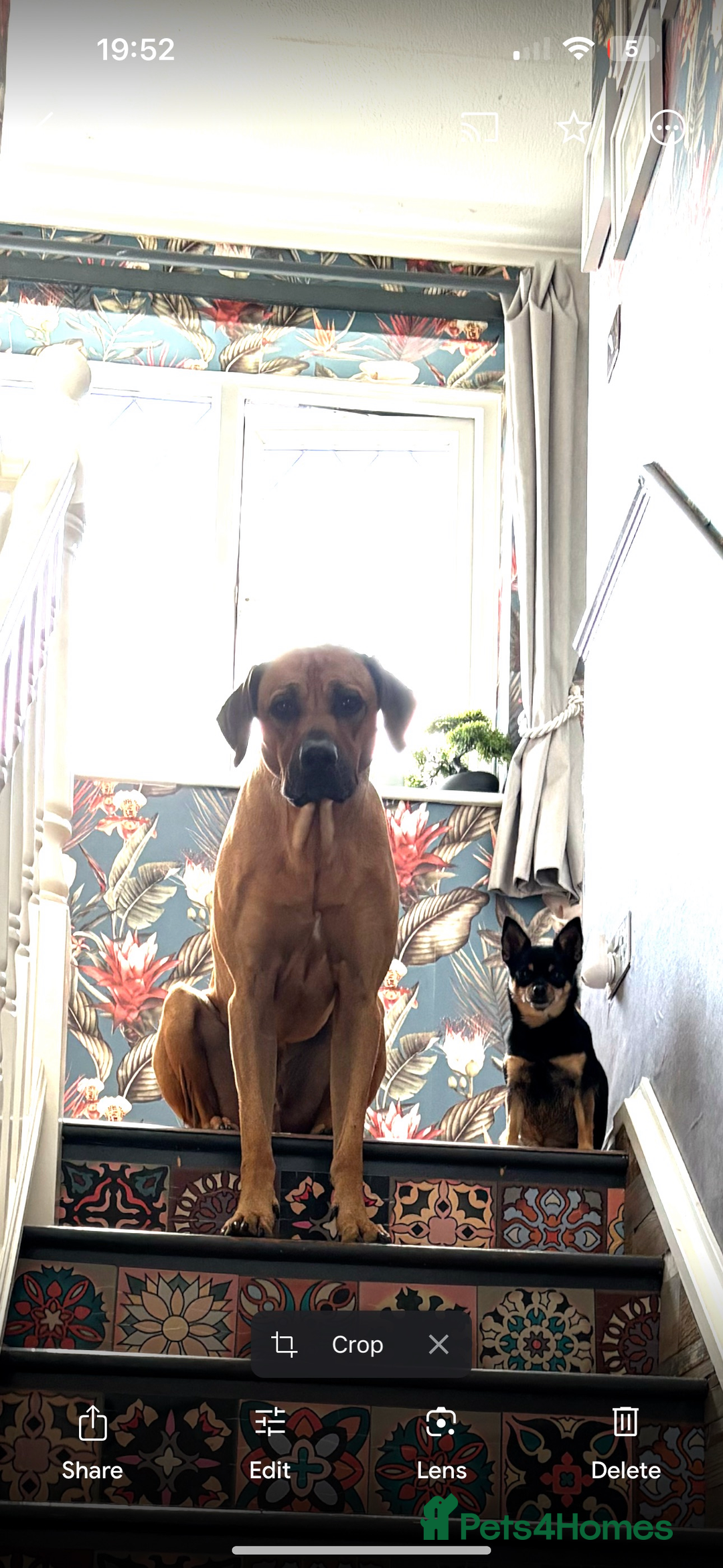 Rhodesian Ridgeback dogs for stud: Rhodesian Ridgeback - Advert 21