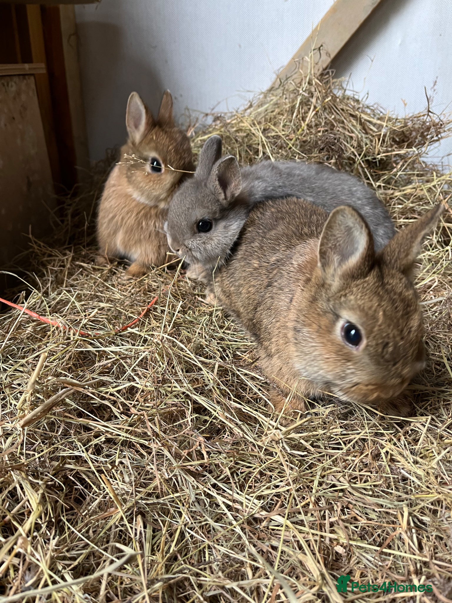 Netherland Dwarf rabbits Netherland dwarf rabbits for sale - Advert 2