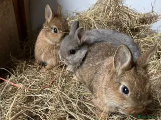 Netherland Dwarf rabbits Netherland dwarf rabbits for sale - Advert 2