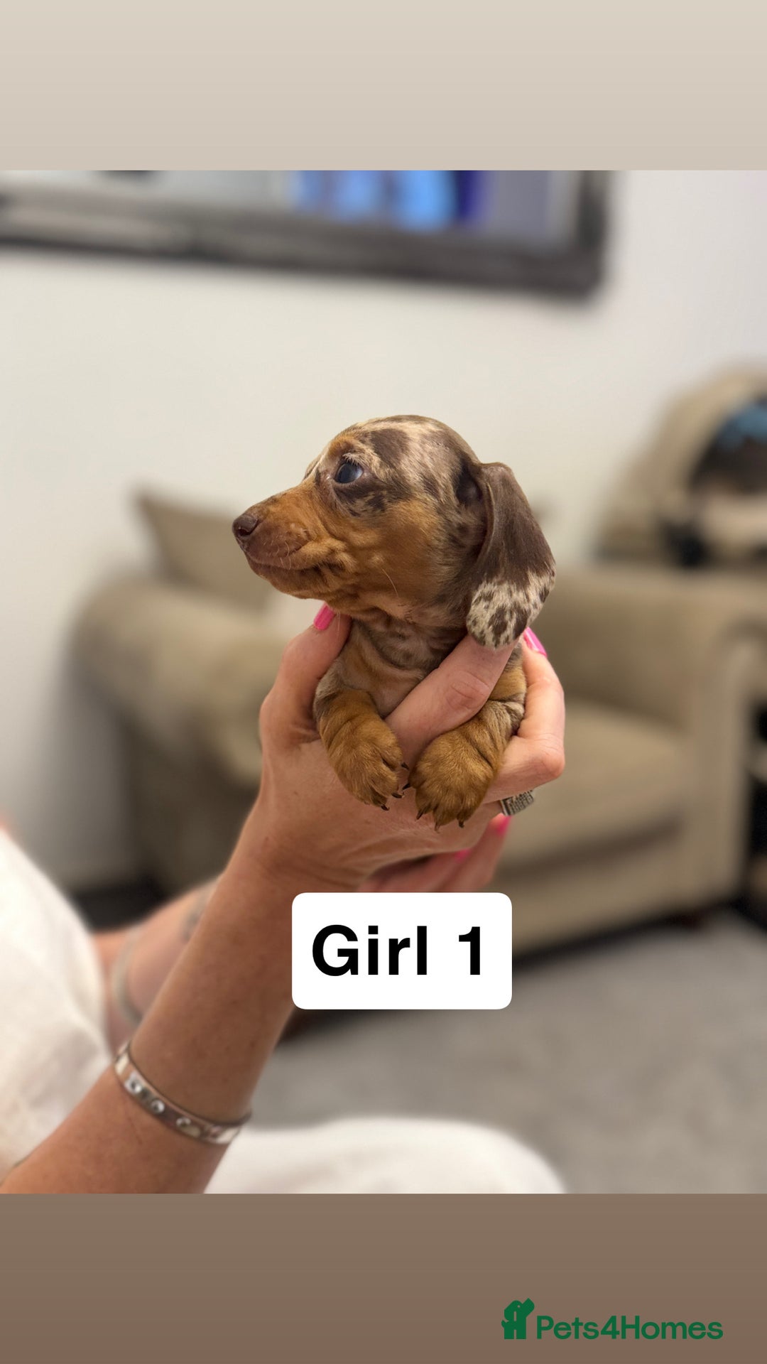 Miniature Dachshund dogs for sale: Stunning baby mini dachshunds  - Image 20