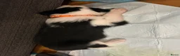 Border Collie dogs for sale: 3 girls and 2 boys for sale in Macclesfield - Advert 11
