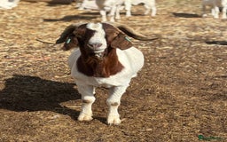 Goats livestock for sale: Pure bred boar billy - Image 4