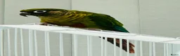 Conures birds for sale: Maroonbellied Breeding Pair  - Advert 7