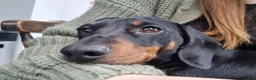 Miniature Dachshund dogs for stud: Miniature Smooth Dachshund in Cinderford - Advert 5