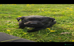 Labrador Retriever dogs for sale: Labrador puppies- ready for a new home  in Preston - Image 11