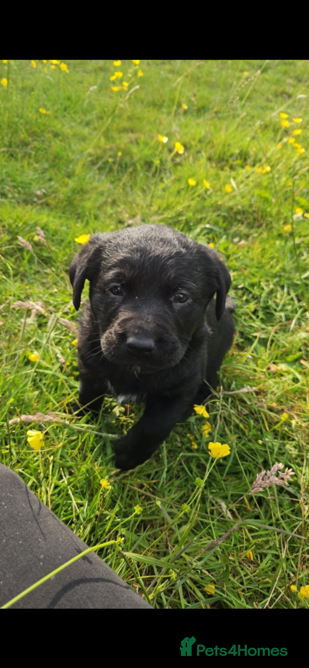 Labrador Retriever dogs for sale: Labrador puppies- ready for a new home  in Preston - Image 11
