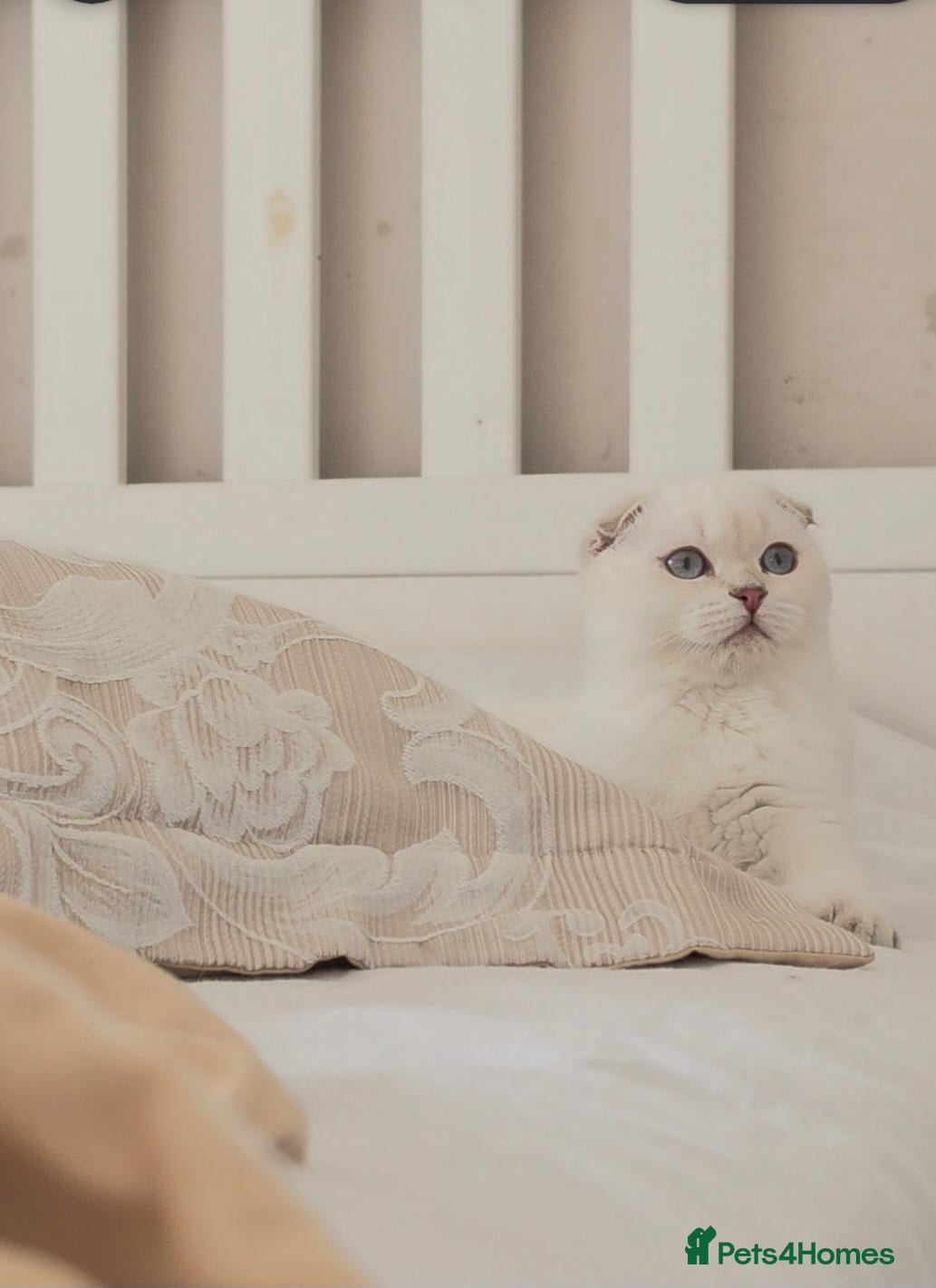 Scottish Fold cats for sale: Scottish fold - Advert 1