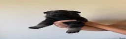 German Shepherd dogs for sale: German Shepherd Puppies - Advert 19