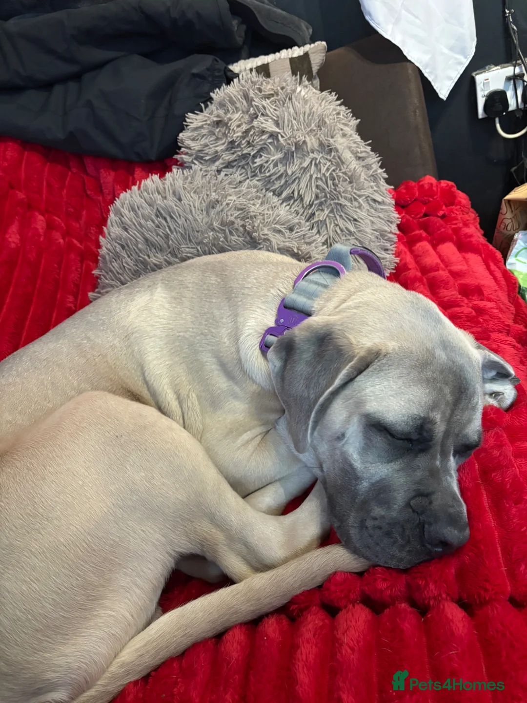 Mixed Breed dogs for sale: 🐾 Loving Home Needed for Cash 🐾 - Advert 2