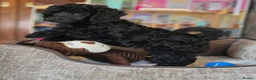 Standard Poodle dogs for sale: Rarely seen in UK - Moyen Poodle - Advert 14