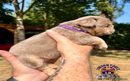 French Bulldog dogs for sale: QUALITY FLUFFY FRENCH BULLDOG PUPPIES - Image 7