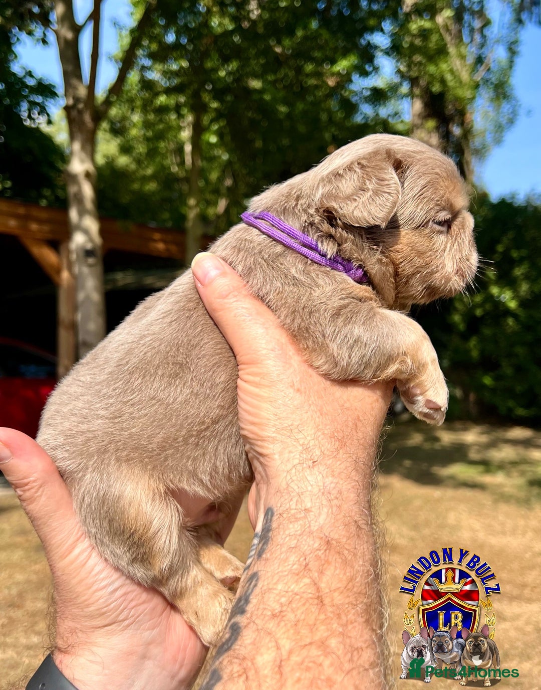 French Bulldog dogs for sale: QUALITY FLUFFY FRENCH BULLDOG PUPPIES - Image 7