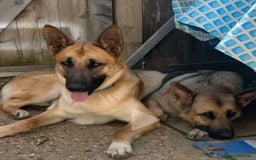 German Shepherd dogs for sale: German shepherd girl - Advert 4