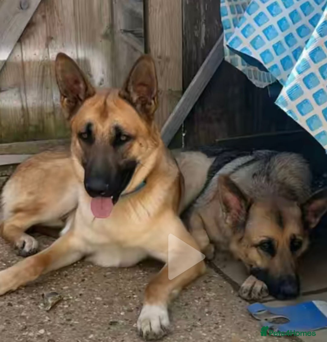 German Shepherd dogs for sale: German shepherd girl - Advert 4