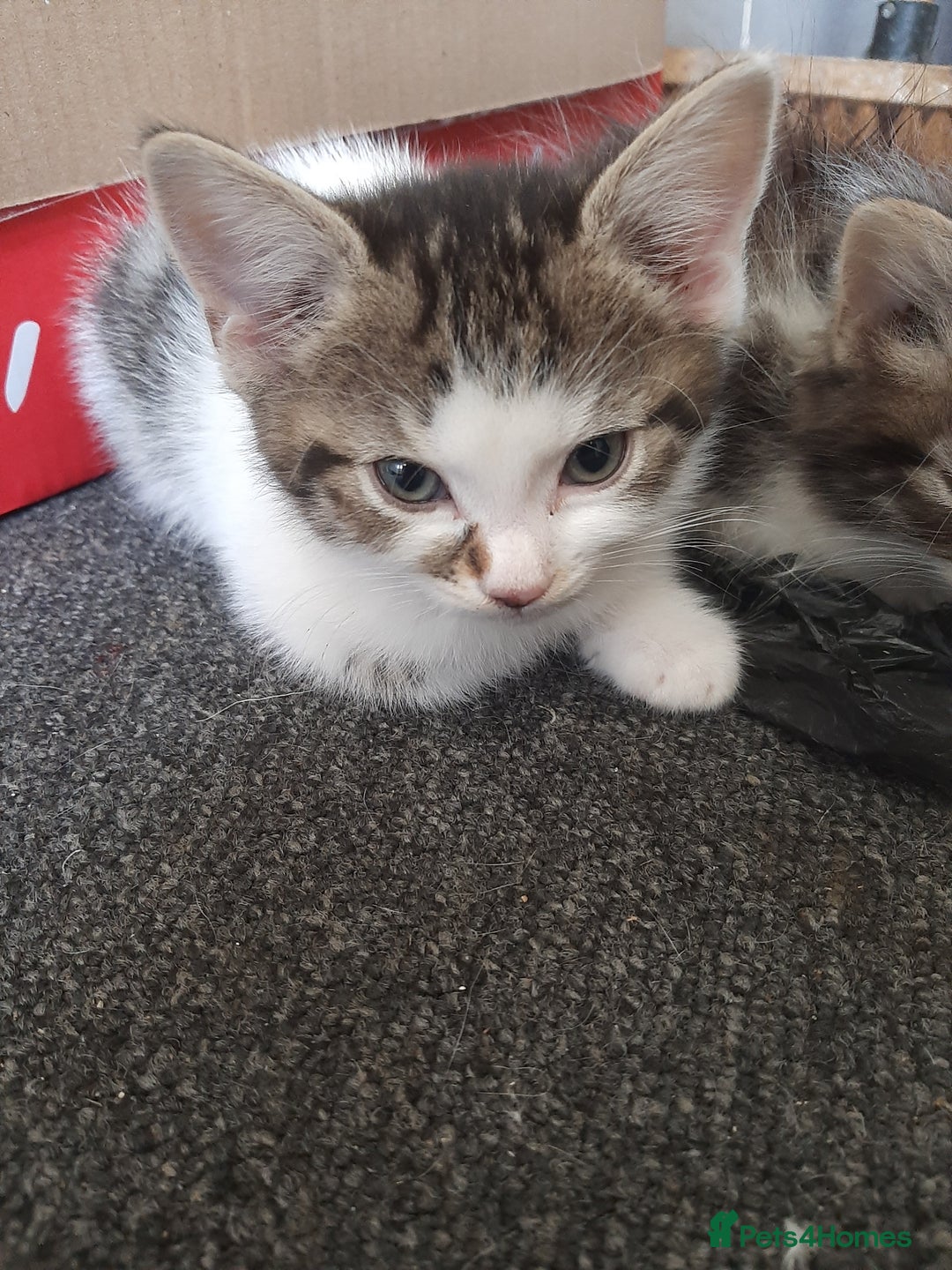 Mixed Breed cats for sale: Hooligans for sale - Advert 5