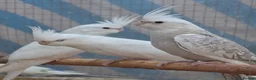 Cockatiels birds for sale: Hand tamed friendly baby cockatiels for sale - Advert 6