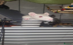 Rat rodents for sale: Beautiful pair of female rats - Advert 7