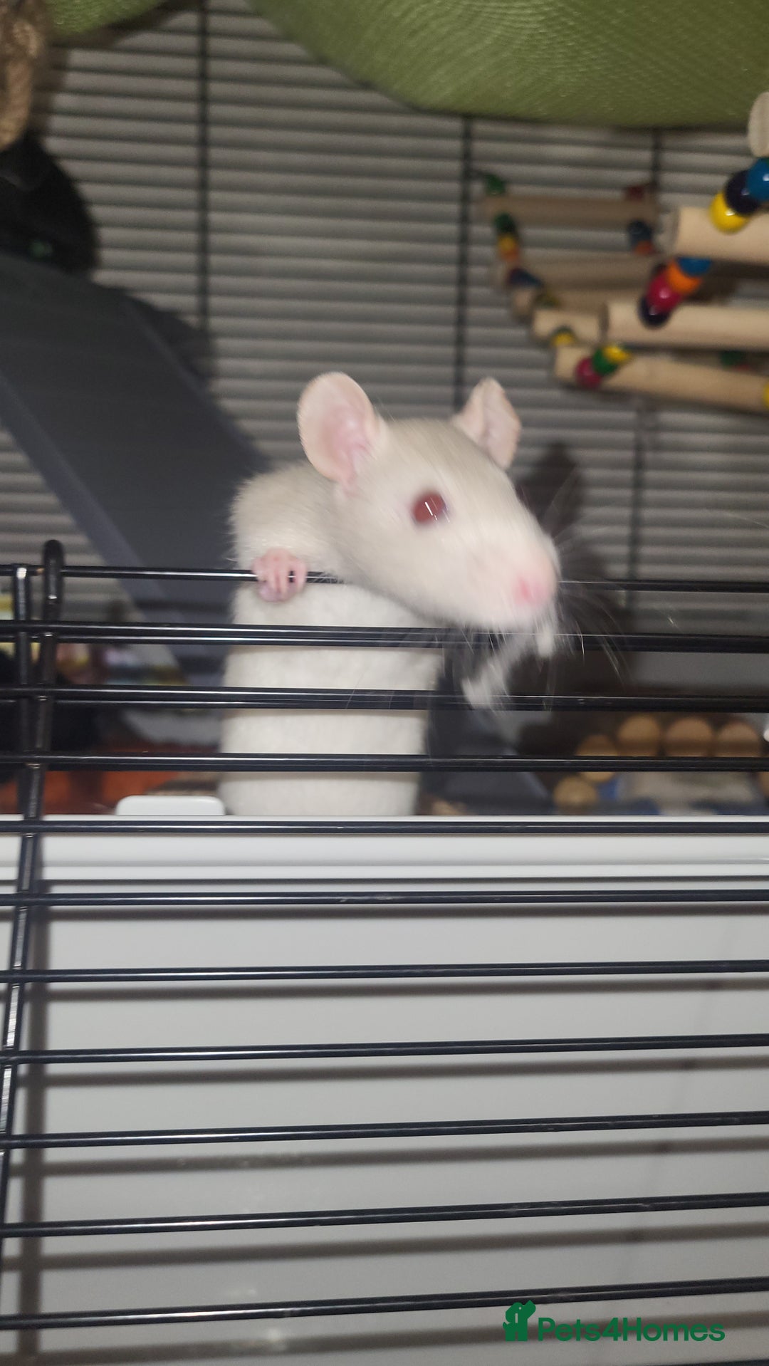 Rat rodents for sale: Beautiful pair of female rats - Advert 7
