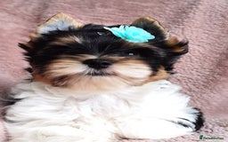 Yorkshire Terrier dogs for sale: Very Beautiful puppies, pure yorkshire terriers  - Advert 5